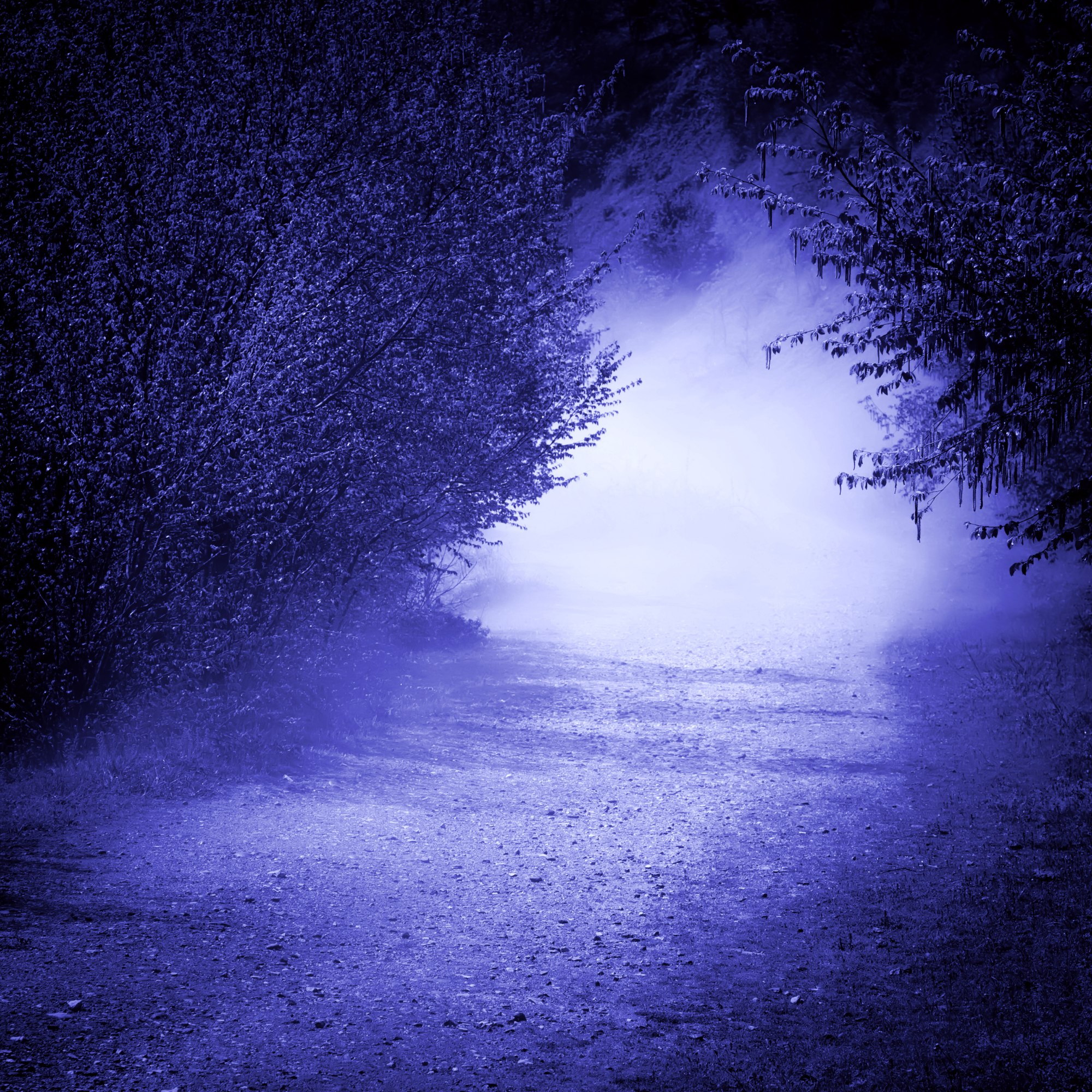 foggy night in the woods