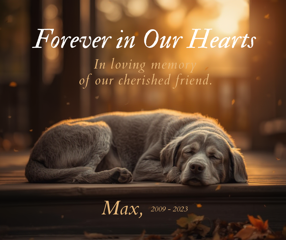 sad dog memorial photo